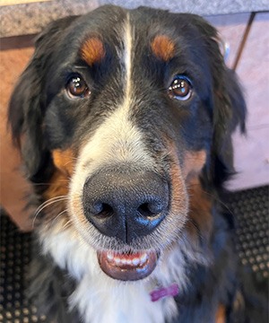 A dog named Tucker