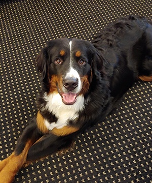 Pudge the Bernese Mountain Dog